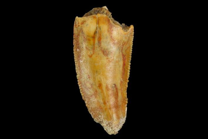 Serrated, Raptor Tooth - Real Dinosaur Tooth #124269